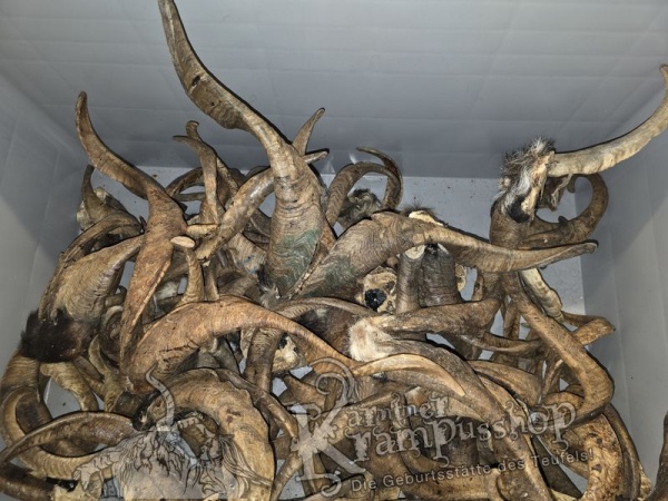 ANGEBOT Bockhörner mit Schädel Gemischt