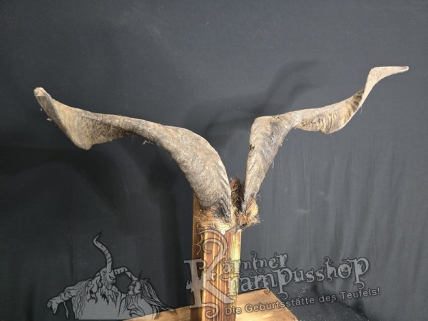 Ziegenbock mit Schädel aus der Region Apulien