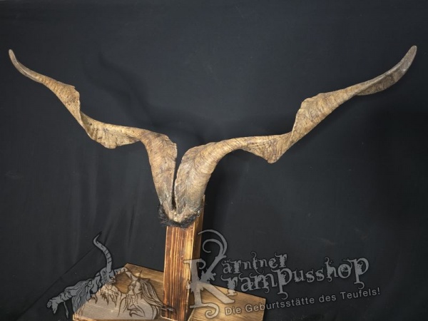 Ziegenbock mit Schädel aus der Region Apulien