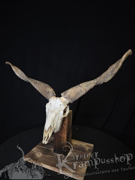 Zackelschaf Trophäe