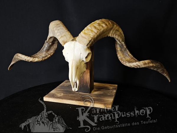 Hochland Widderhörner