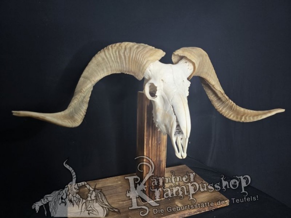 Hochland Widderhörner