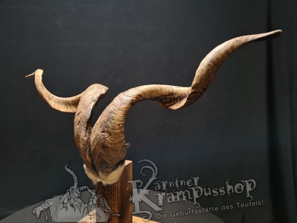 Ziegenbock mit Schädel aus der Region Apulien