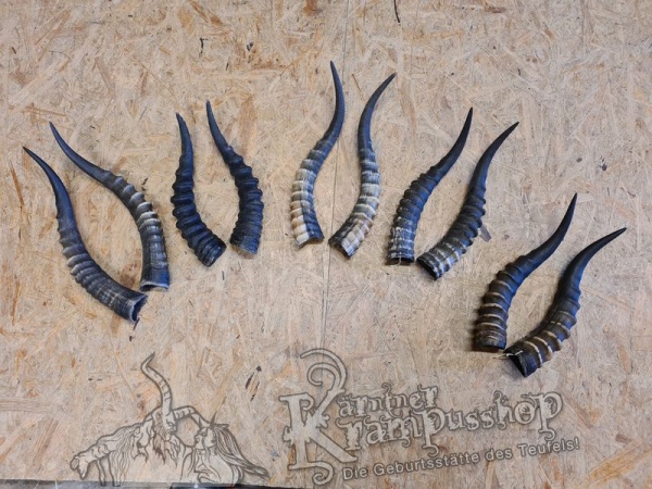 1 Paar Blessbockhörner Männlich