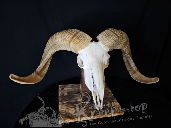 Hochland Widderhörner