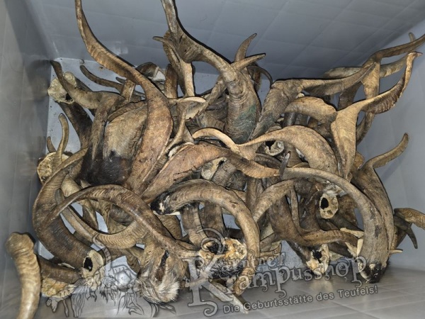 ANGEBOT Bockhörner mit Schädel Gemischt