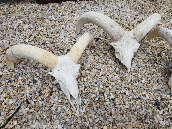 Mufflon Schädelknochen