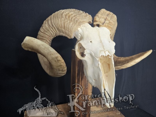 Hochland Widderhörner