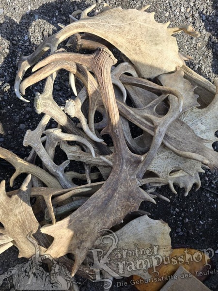 Einzelne Damhirschschaufel Gross