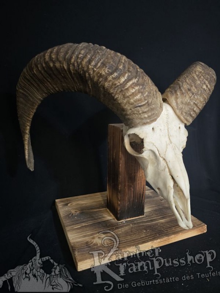 Mufflontrophäe