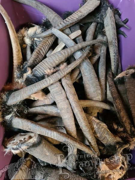 Gaishörner SCHNITZERPACKET