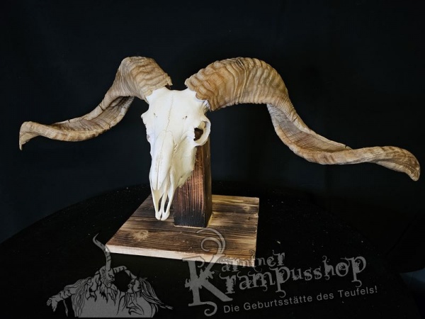 Hochland Widderhörner