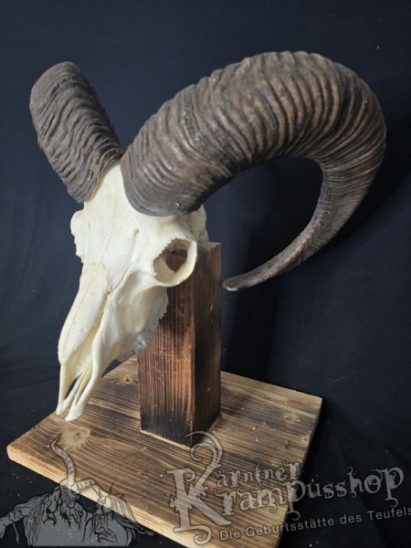 Mufflontrophäe