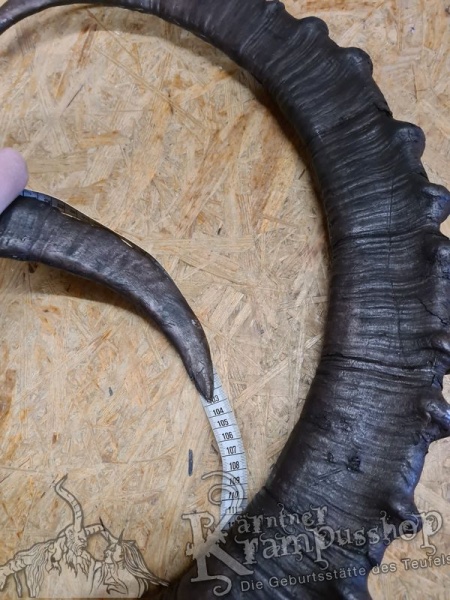 Sibirischer Steinbock Model Bismark