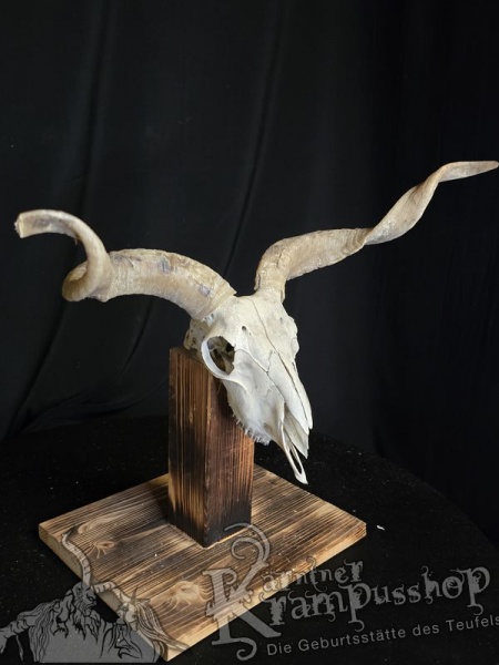 Zackelschaf Trophäe
