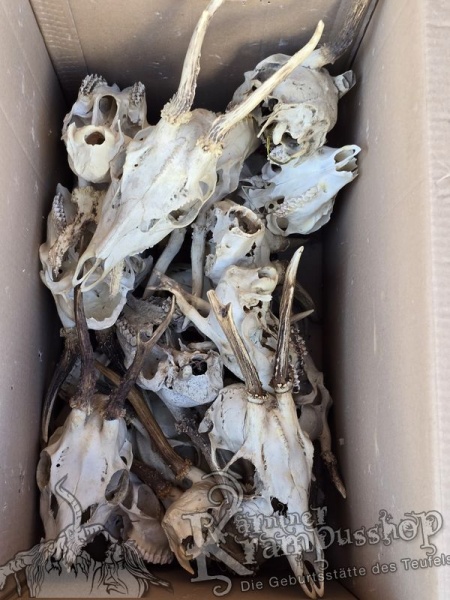 Reh Schädel mit Hörner Klein