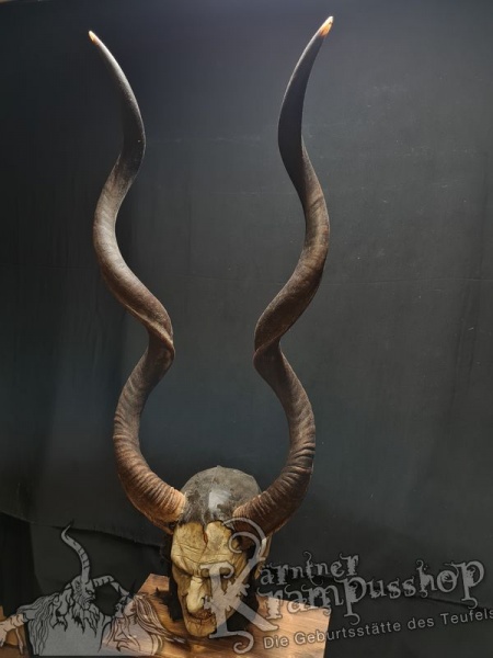Kuduhörner Einzelstück