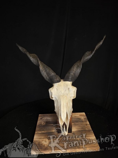 Zackelschaf Trophäe