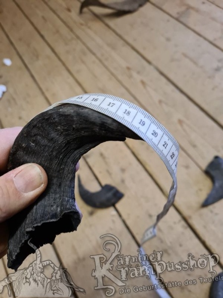 Heimische Widder Dunkel bis 20cm