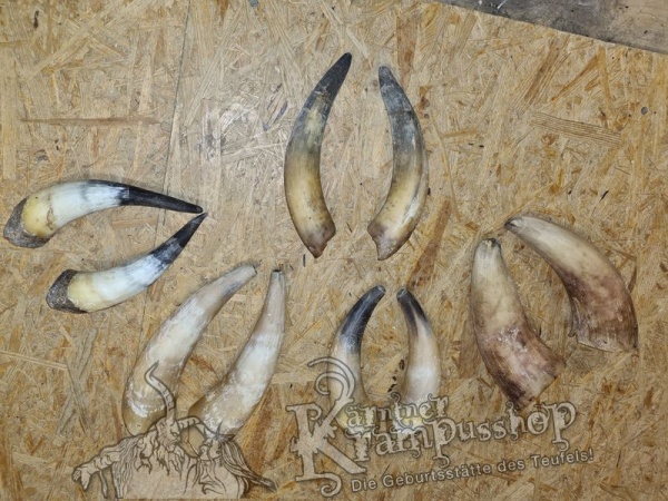 1 Paar Kuhhörner Mittel