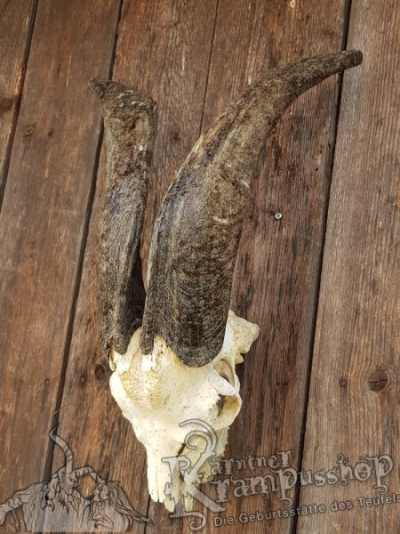 Schädel von der Ziege