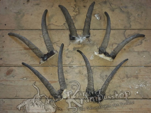 Gaiß Schädel mittel