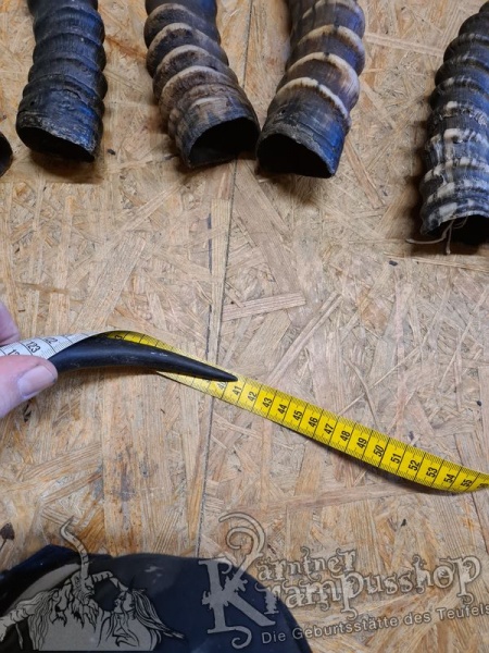 1 Paar Blessbockhörner Männlich