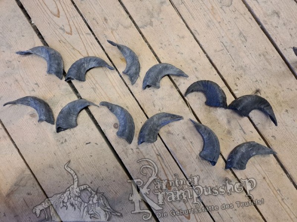 Heimische Widder Dunkel bis 20cm