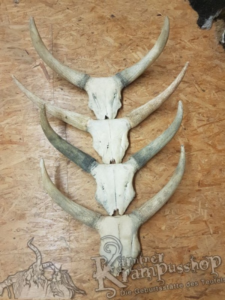 Schädelknochen vom Watussi