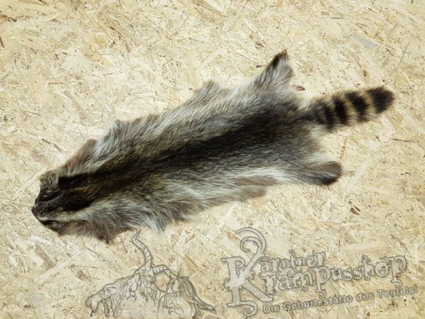 Waschbär Fell Natur