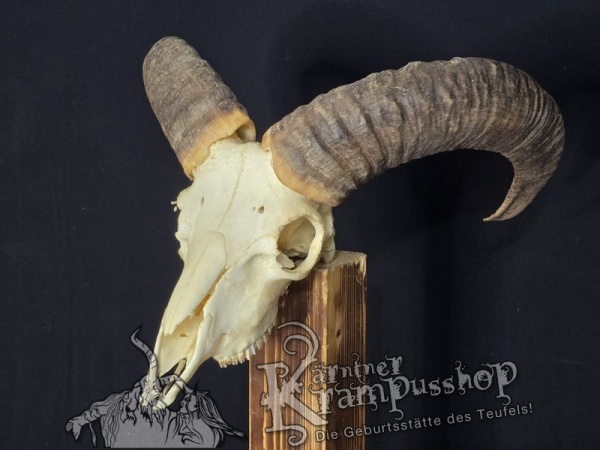 Mufflontrophäe