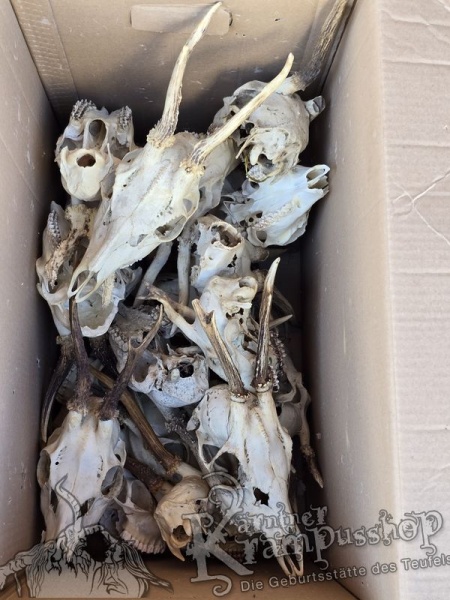 Reh Schädel mit Hörner Klein