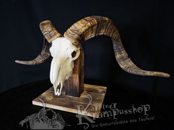 Hochland Widderhörner