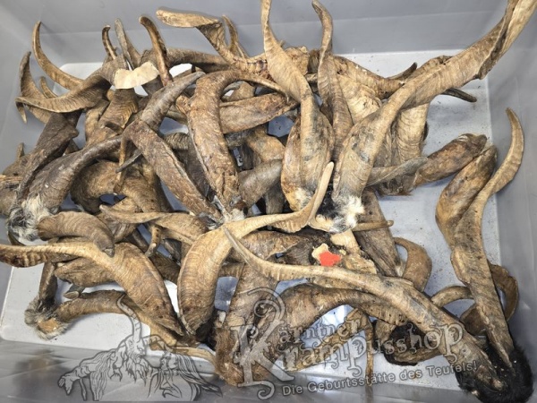 ANGEBOT Bockhörner mit Schädel Gemischt