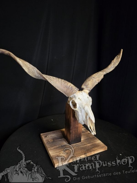 Zackelschaf Trophäe