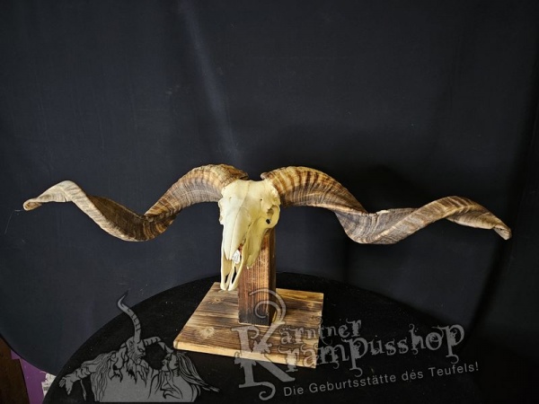 Hochland Widderhörner