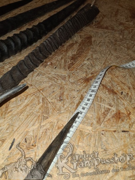 Orixantilope Paarweise