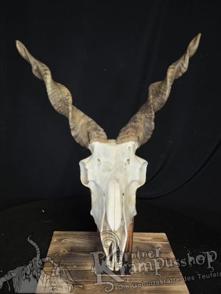 Zackelschaf Trophäe