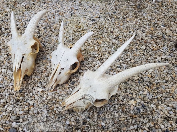 Ziegenbock Schädelknochen