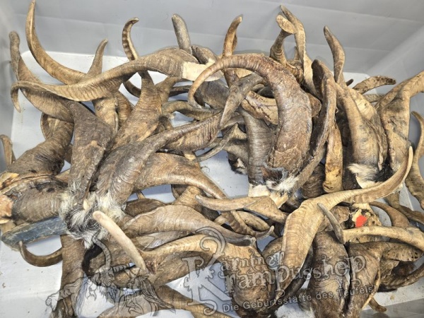 ANGEBOT Bockhörner mit Schädel Gemischt