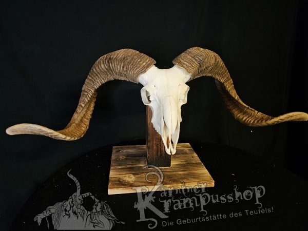 Hochland Widderhörner