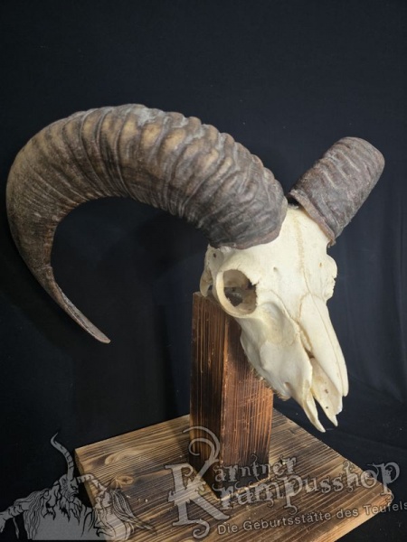 Mufflontrophäe