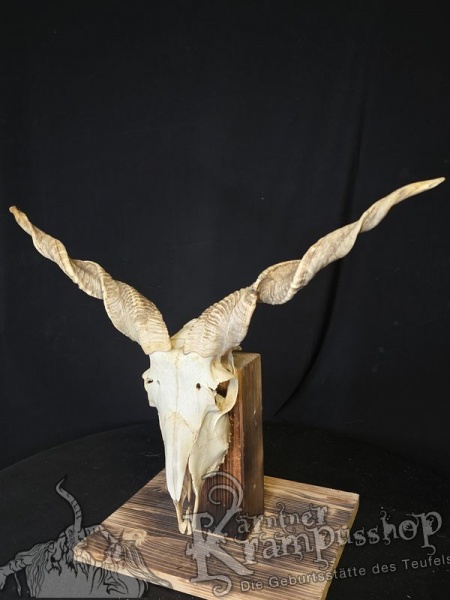 Zackelschaf Trophäe
