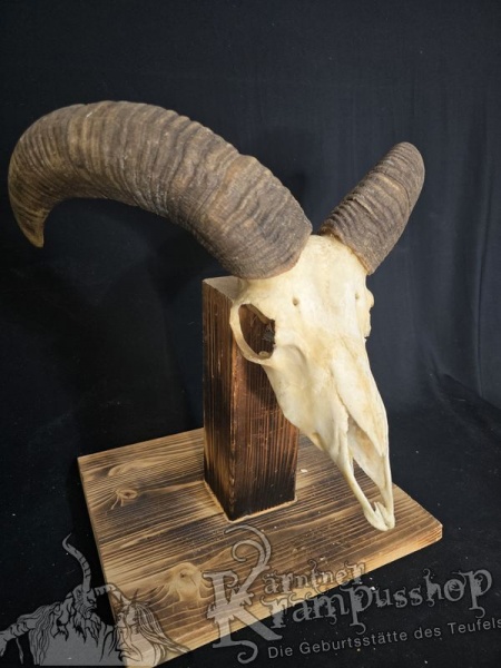 Mufflontrophäe