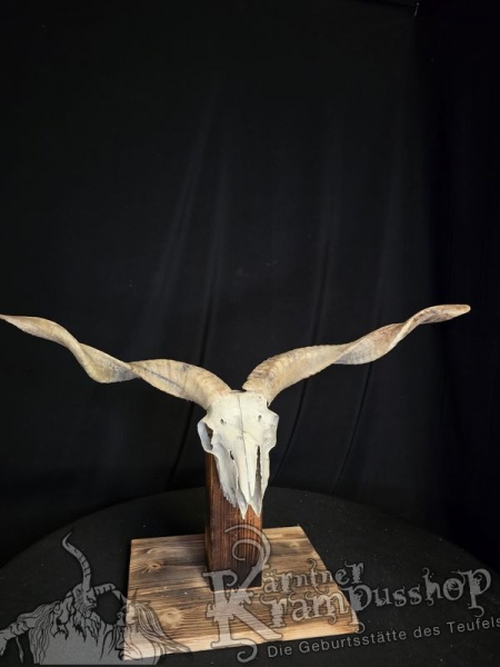 Zackelschaf Trophäe