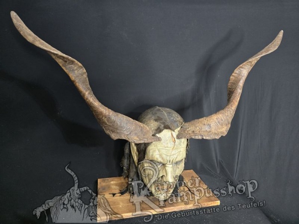 Ziegenbockhörner aus der Region Ampulien