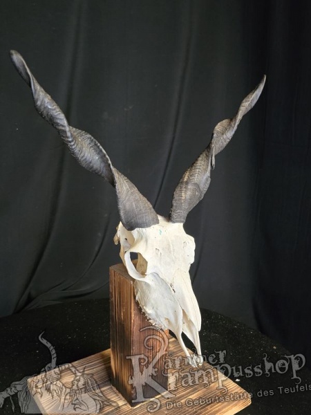 Zackelschaf Trophäe