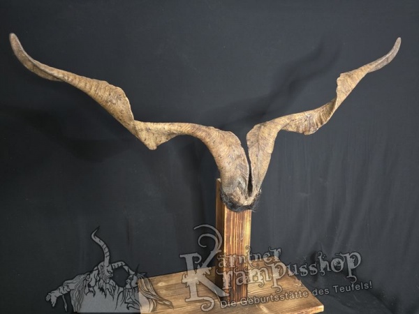 Ziegenbock mit Schädel aus der Region Apulien