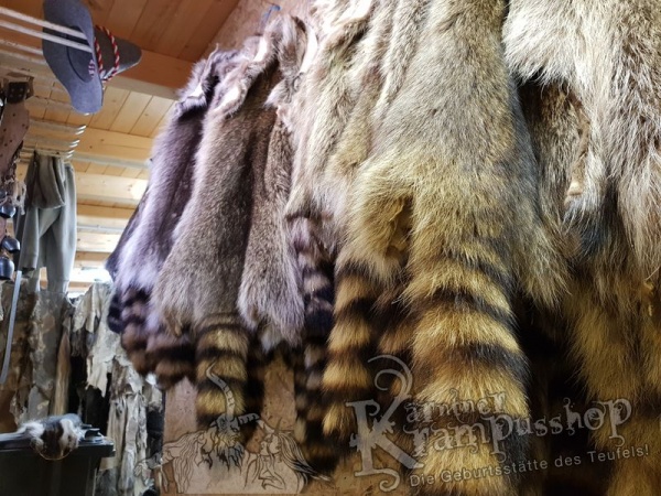 Waschbär Fell Natur