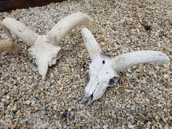 Mufflon Schädelknochen